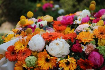 fleurs colorées